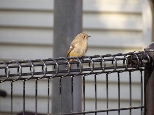 joubitaki_mesu_201501