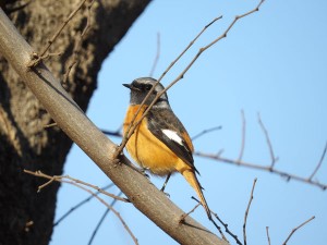 joubitaki_osu_201501